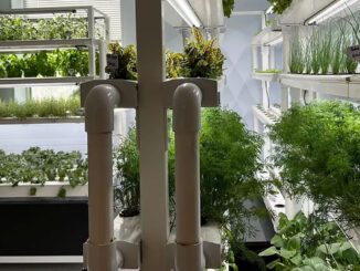 aquaponics farming
