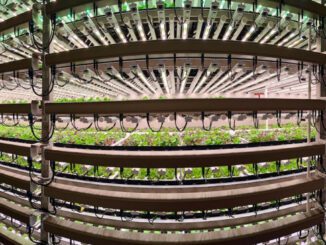 vision greens vertical farms