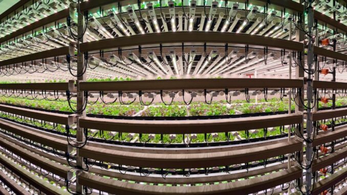 vision greens vertical farms