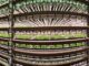 vision greens vertical farms