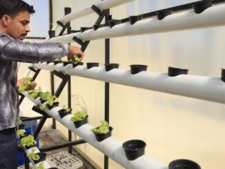 gaza camp hydroponics