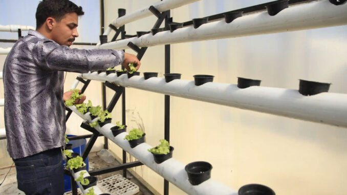 gaza camp hydroponics