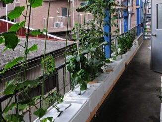 simplified hydroponics colombia