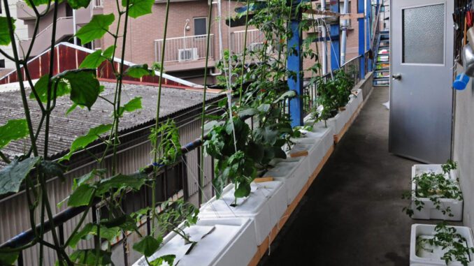 simplified hydroponics colombia