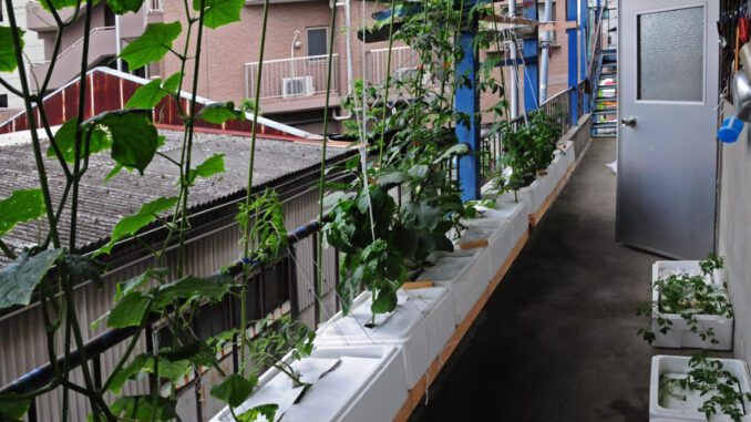 simplified-hydroponics-colombia simplified hydroponics colombia