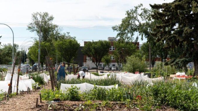 edmonton urban farming