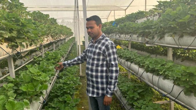 hydroponics farming india