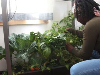 hydroponics stem program