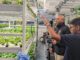 new york schools hydroponics