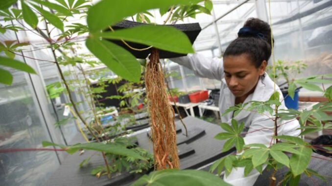 cassava-aeroponics cassava aeroponics