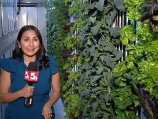 urban league hydroponic greenhouse