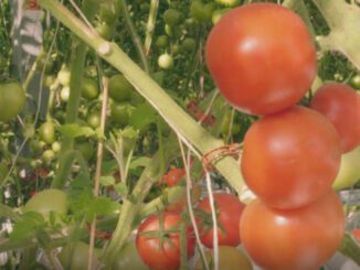 hydroponic farming australia