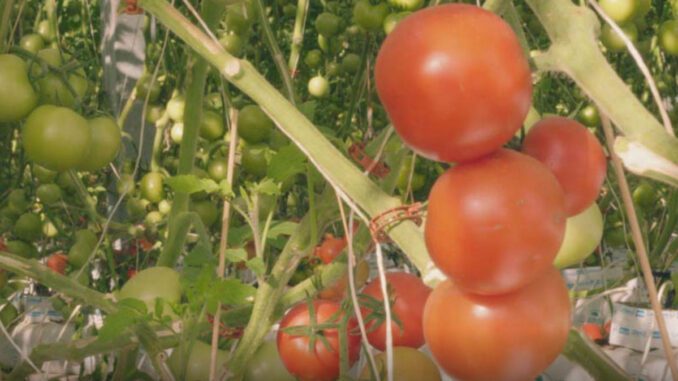 hydroponic-farming-australia hydroponic farming australia
