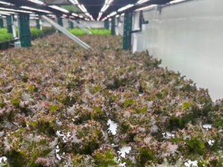 hydroponic farm storefront