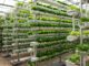 hydroponic food production grant