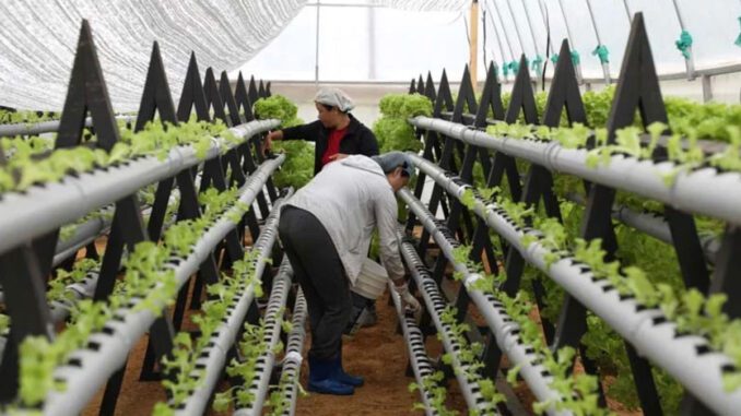 hydroponics-farming-bhutan hydroponics farming bhutan