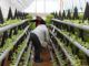 hydroponics farming bhutan