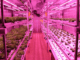 alaska hydroponics farming