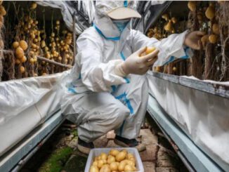 china aeroponic potato research