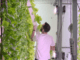 mount pearl hydroponics farm