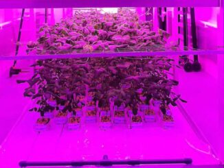 vertical farming protein crops