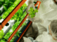 vertical farming supply chain