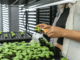 hydroponics for food bank