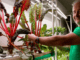 hydroponic-home-gardening