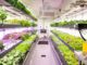 vertical-farming-interest-growing