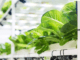 future-controlled-environment-agriculture