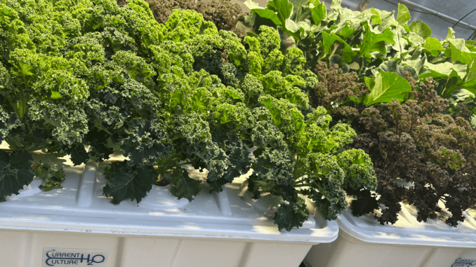 growing-aeroponic-vegetables
