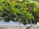 growing-aeroponic-vegetables
