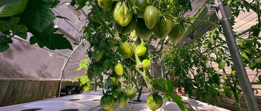 growing aeroponic tomatoes