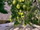 growing aeroponic tomatoes