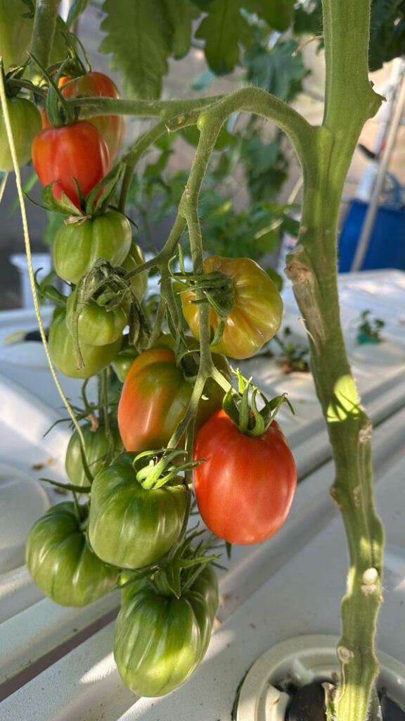 ripening truss of aeroponic tomatoes in a greenhouse