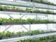 vertical farming failures & growth