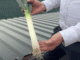 growing hydroponic leeks to provide better value to consumers