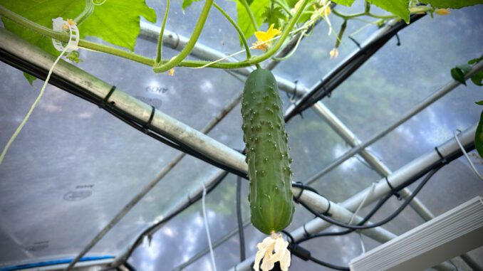 growing-hydroponic-cucumbers growing hydroponic cucumbers