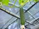 growing hydroponic cucumbers