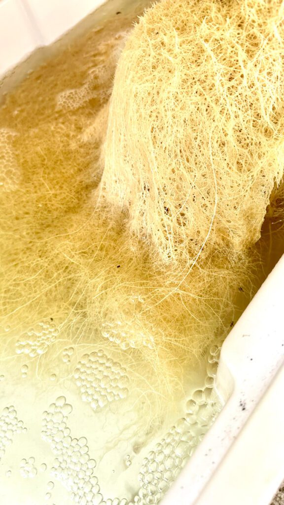 hydroponic-cucumber-plant-healthy-roots