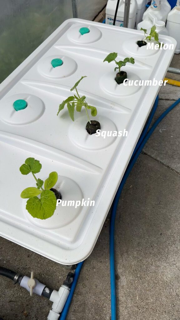 hydroponic-pumpkin-squash-cucumber-melon-seedlings-dwc