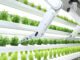 vertical farming lessons learned for future growth