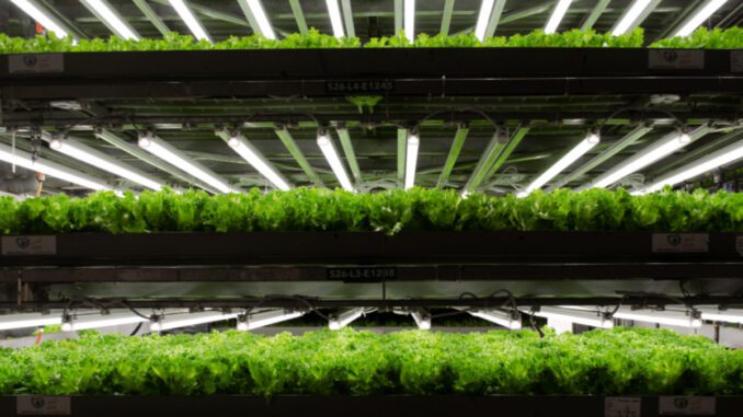 vertical-farms-niche-or-necessity are vertical farms niche or necessity