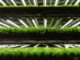 are vertical farms niche or necessity