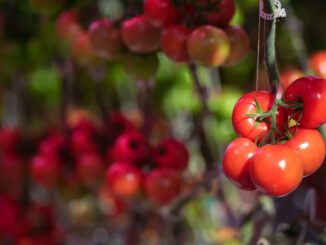 2mil-government-grant-for-grow-lights