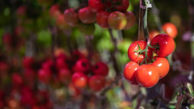 2mil-government-grant-for-grow-lights 2mil-government-grant-for-grow-lights
