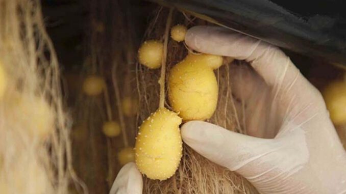 aeroponic-seed-potato-production-india aeroponic seed potato production india