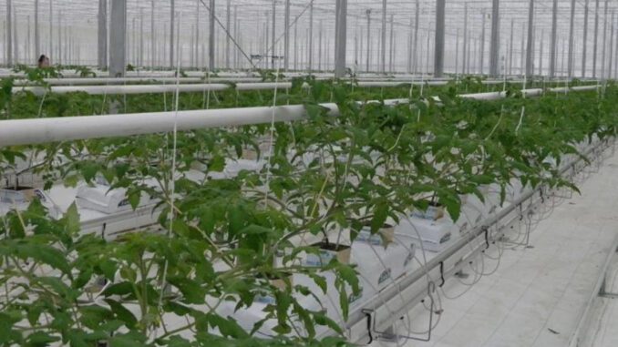 geothermal-greenhouses geothermal greenhouses in romania growing tomatoes