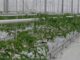 geothermal greenhouses in romania growing tomatoes