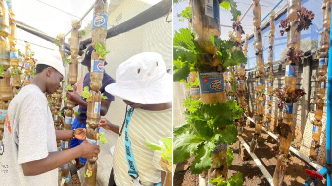 recycled-bottle-aeroponics-growing-lettuce recycled bottle aeroponics growing lettuce in africa